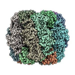 alt: Obr. 6. Struktura enzymu RuBisCO (pohled z dvou různých úhlů). Enzym je složen celkem z 16 podjednotek (polypeptidových řetězců), které jsou na obrázku barevně vyznačené. Autor doc. RNDr. Václav Martínek, Ph.D.