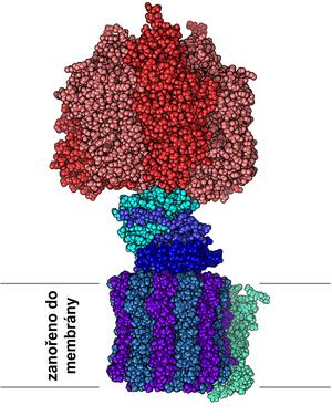 alt: Obr. 5. Struktura ATP synthasy. Zdroj Wikimedia Commons, autor Alex.X - enWiki (PDB.org for coordinate), CC BY-SA 3.0