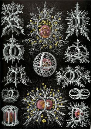 alt: Vzhled některých organizmů však lze z hlediska účelu vyložit jen s velkými obtížemi. Zde kmen mřížovci. Zdroj Wikimedia Commons, Kunstformen der Natur (1904), plate 71: Stephoidea, volné dílo. 