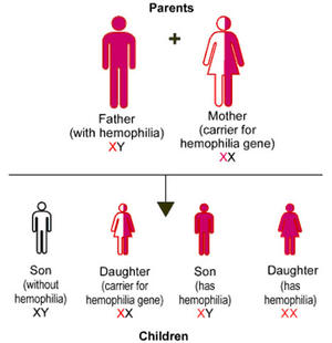 alt: Obr. 2, zdroj http://www.hemophiliasocietyrajkot.org/wp-content/uploads/2015/01/hemophilia-inherited-chart3.jpg