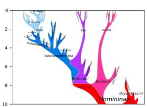 alt: Genealogický strom člověka, šimpanze a orangutana. Zdroj Wikimedia Commons, autor By Dbachmann - Own work, CC BY-SA 4.0