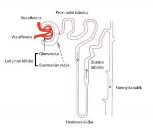 alt: Základní stavební a funkční jednotka ledviny (nefron). Zdroj http://fblt.cz/wp-content/uploads/2013/12/nefron-01.jpg