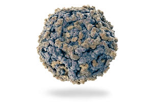 alt: Parvovirus B19. Zdroj Shutterstock.com