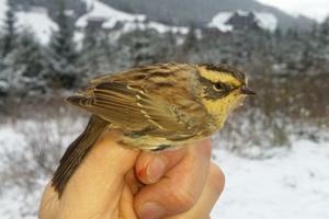 alt: Pěvuška horská (Prunella montanella). Foto Petr Šaj.