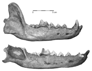 alt: Ukázka dolních čelistí z naleziště Předmostí. Horní vzorek – jedinec určený jako pes; dolní vzorek – jedinec určený jako vlk.