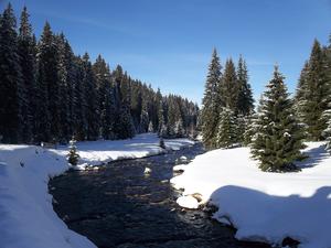 alt: Horní Vydra byla jedním ze sedmi zkoumaných povodí Česka, Slovenska a Švýcarska. Foto: K.Fraindová