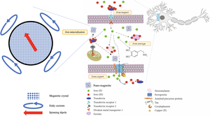 alt: Iron metabolism in the neuron (modified from Abeyawardhane and Lucas (2019)