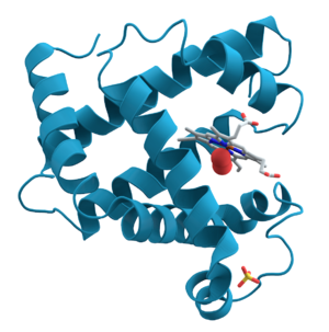 alt: Globulární protein myoglobin je tvořený jediným řetězcem aminokyselin. Zdroj Wikimedia Commons, volné dílo