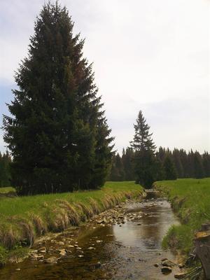 alt: Malé průtoky mají negativní vliv nejen na obyvatelstvo a okolní krajinu, ale i faunu a flóru říčních systémů – Horní Blanice, mj. oblast výskytu ohroženého druhu perlorodky říční (Margaritifera margaritifera), byla jedním ze zkoumaných povodí. Foto: K. Fraindová.