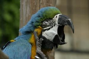 alt: Zívající papoušek. Zdroj Shutterstock.com