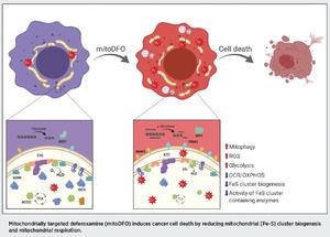 alt: Mitochondriálně cílený deferoxamin (mitoDFO) vyvolává smrt nádorových buněk snížením biogeneze mitochondriálních [Fe-S] klastrů a mitochondriální respiraci.
