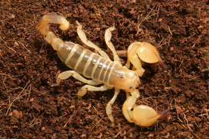 alt: Veleštír maurský, Scorpio maurus. Jde o běžný pouštní druh severní Afriky a Blízkého východu. Bydlí v norách, které si vyhrabává, kořist loví pomocí klepítek. Přestože je (jako všichni štíři) jedovatý, jeho jed není pro člověka příliš nebezpečný. Autoři fotky: Daniel Frynta & Veronika Rudolfová.