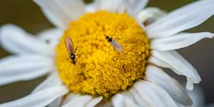 alt: V zimě mohou opylovat třeba mouchy z čeledi smutnicovitých, rod Bradysia. Zdroj Shutterstock.com