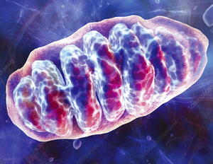 alt: Mitochondrie, ilustrační obrázek zdroj: sciencephoto.com, autor: hybrid medical animation