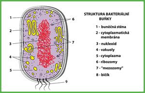alt: Struktura bakteriální buňky. Zdroj Shutterstock.com, počeštěno