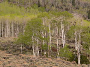 alt: Les Pando, Utah, USA. Zdroj Shutterstock.com