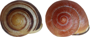 alt: Obr. 5: páskovka keřová (C. hortensis) vlevo a páskovka hajní (C. nemoralis) pravo.