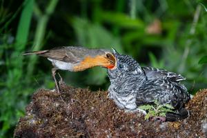 alt: Mládě kukačky obecné (Cuculus canorus) ve hnízdě červenky obecné (Erithacus rubecula). Foto Shutterstock.com