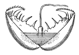 alt: Náčrtek glochidie příbuzné škeble rybničné. Zdroj Wikimedia Commos, autor Edward Step, volné dílo