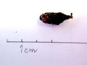 alt: Nalézt drobný vývržek hmyzožravého ptáka je poměrně vzácné. Foto Naďa Kovaříková