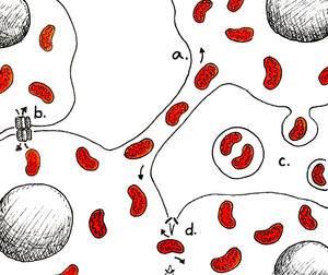 alt: Různé způsoby horizontálního mitochondriálního transferu (HMT) mezi buňkami. a) pomocí nanotrubiček, b) pomocí vodivých spojů (gap junctions), c) extracelulárními váčky, d) cytoplasmatickým můstkem vzniklým fúzí membrán sousedících buněk. Obrázek je schématický, neodpovídá žádnému konkrétnímu buněčnému typu. Jednotlivé části buněk nejsou nakresleny v měřítku. Zdroj: K. Bezányiová, inspirováno schématem z původního článku