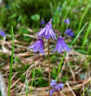 alt: Dřípatka horská (Soldanella montana) patří mezi ohrožené rostliny a je zapsána na červeném seznamu cévnatých rostlin. Foto: K. Fraindová