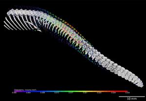 alt: Vizualizace osteodermů na ocase a kaudální části těla hroznýška východního (Eryx miliaris) pomocí μCT. Malé barevné objekty jsou jednotlivé osteodermy, které jsou uspořádány do pravidelného vzoru kopírujícího jednotlivé šupiny. Odstín osteodermů odpovídá jejich objemu (mm3). Na obrázku jsou zároveň patrné výrazné modifikace ocasních obratlů. Zdroj: Petra Frýdlová a Jan Dudák.