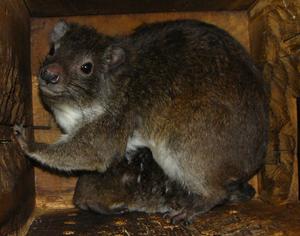 alt: Jeden ze studovaných damanů z ostravské zoo, foto: Jan Pluháček