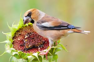 alt: Dlaska tlustozobého (Coccothraustes coccothraustes) spíše uslyšíte, než uvidíte. Při vábení se projevuje zvonivým „ciks“ či „citt“. Foto Shutterstock.com
