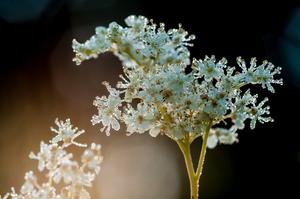 alt: Pokud se výrazně ochladí zemský povrch, může se vodní pára proměnit přímo na ledové krystaly. Foto Petr Jan Juračka