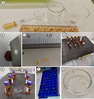 alt: Protokol 3: nabízí nejrychlejší postup dehydratace, barvení a přípravu trvalých preparátů z macerovaných buněk xylému s minimálním množstvím použitých chemikálií.
