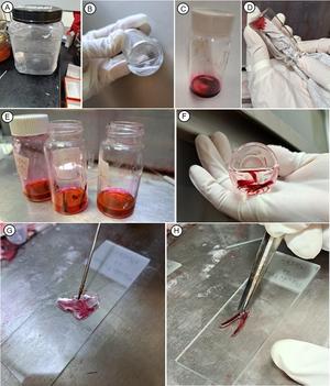 alt: Protokol 2: optimalizovaný pro studium xylému u širokého spektra druhů s různou hustotou dřeva, slouží k tvorbě kvalitních trvalých preparátů.