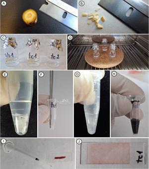alt: Protokol 1: optimalizován pro rychlou maceraci xylému i floému, vhodný pro kvantitativní analýzy buněk.