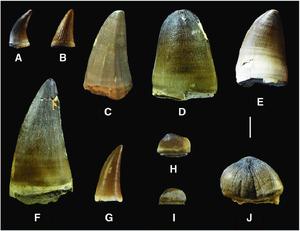 alt: Ukázka různých mosasauřích zubů z marockých fosfátů (A–G potravně oportunistické druhy; H–J druhy specializované na potravu s pevnými schránkam).(převzato z Bardet et al. 2015 - https://doi.org/10.1016/j.gr.2014.08.014)