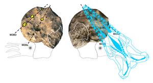 alt: Zbytek schránky amonita Mammites nodosoides bez obývací komory, s žlutě vyznačenými otisky zubů uspořádaných v sbíhavých řadách. Modře vyznačena pozice lebky mosasaura při útoku. Při délce lebky kolem 60 cm by se jednalo o jedince 4–6 m dlouhého. Foto a kresba M. Mazuch