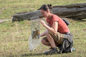 alt: Autorka studie, Irena Schneiderová z katedry zoologie PřF UK, odchytává sysla v pražské zoo. Autor snímku: Petr Hamerník