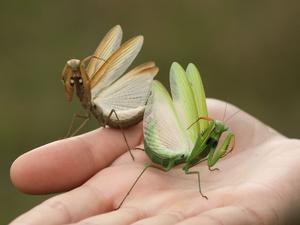 alt: Kudlanka nábožná - výstražný postoj. Foto Petr Kočárek