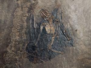 alt:Fosilní netopýr rodu Palaeochiropteryx. Foto: Matthew F. Jones