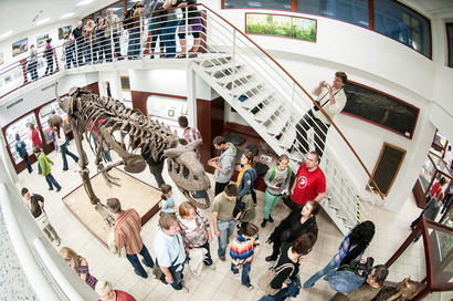 alt: Největší chloubou paleontologického Chlupáčova muzea je přesný odlitek kostry masožravého dinosaura z rodu *Carnotaurus*. Foto Petr Jan Juračka.