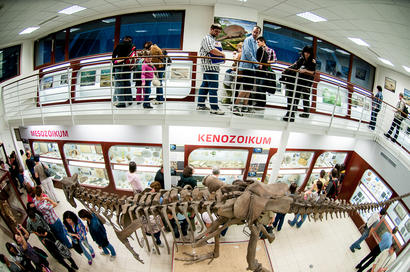 alt: Chlupáčovo muzeum historie Země se pyšní přesným odlitkem kostry masožravého dinosaura carnotaura z Argentiny. Foto Petr Jan Juračka.