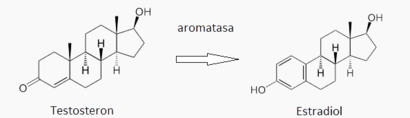 alt: Enzym aromatasa vytváří z cyklohexanového kruhu kruh aromatický (benzenový).