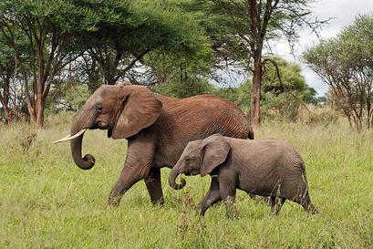 alt: Sloni mají v každém vrhu jen jedno mládě. Autor snímku Harvey Barrison (Massapequa, New York, USA), licence Creative Commons Attribution-Share Alike 2.0 Generic.
