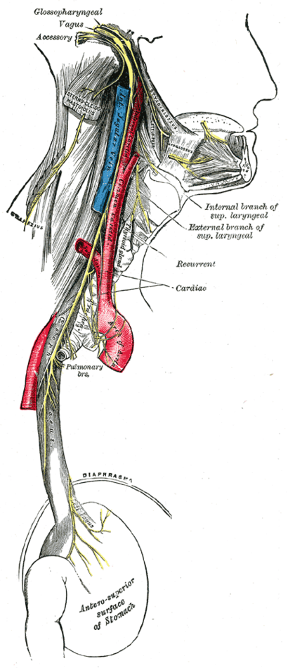 alt: Průběh bloudivého nervu (Vagus) v lidském těle. Zdroj: Wikimedia Commons.