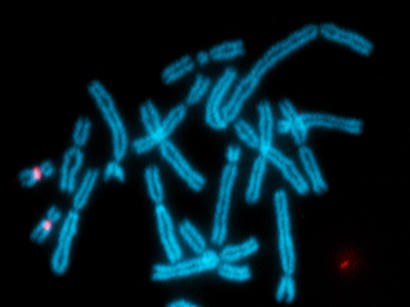 alt: Chromozómy drápatky tropické. Metodou FISH byl na chromozómu 10 zviditelněn gen nazývaný ezh (růžově).