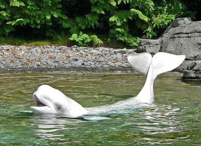 alt: Běluha ve Vancouver Aquarium. Zdroj Wikimedia Commons, autor Stan Shebs, licence Creative Commons Attribution-Share Alike 3.0 Unported.
