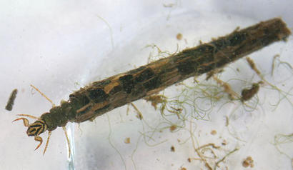 alt: Larva chrostíka se schránkou z úlomků rostlin. Zdroj Wikimedia Commons, autor MyForest, licence Creative Commons Attribution-Share Alike 3.0 Unported.