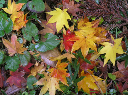 alt: Podzimní listy javoru dlanitolistého. Zdroj Wikimedia Commons, autor 松岡明芳, licence Creative Commons Attribution 3.0 Unported.