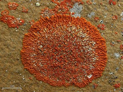 alt: Terčovník pohledný (Xanthoria elegans), nesmírně odolný lišejník. Zdroj: Wikipedia.