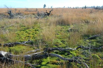 alt: Dělostřelecká dopadová plocha na Toku (865 m n. m.) je mozaikou vřesovišť, vrchovištních rašelinišť a biotopů téměř tundrového charakteru. Za svoji úžasnou podobu a přírodovědnou hodnotu vděčí prostorově i časově nepravidelným disturbancím, způsobeným dopadem dělostřeleckých granátů. Foto Ondřej Sedláček.