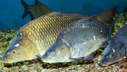 alt: Kapr obecný (Cyprinus carpio) na výstavě Pod hladinou Vltavy. Zdroj Wikimedia Commons, autor Karelj, volné dílo (public domain). Úpravy Jan Kolář.